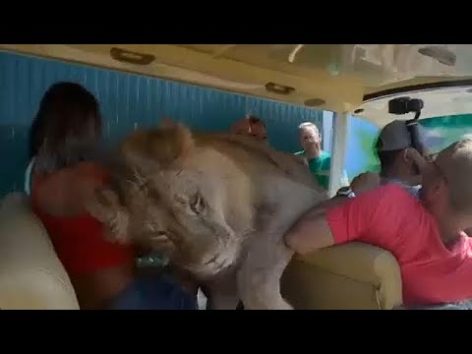 画像:2018/09/05公開YouTube『No Comment TV- Lion climbs into safari car full of tourists in Crimea』のサムネイル