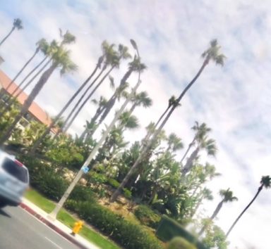 僕が暮らすカリフォルニア(Photo by Austin)