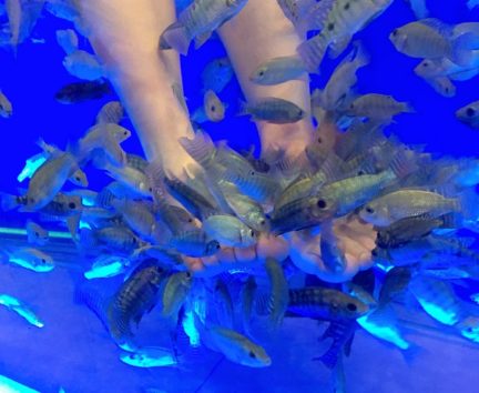 角質を好んで食べてくれる魚たち(Photo by 朝比奈)