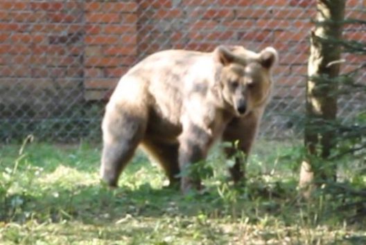 マーシャ、曲芸からやっと解放され動物保護区へ
