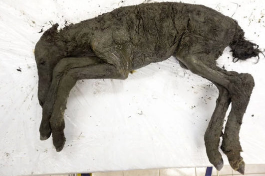 ミイラ化した4万年前の仔馬、永久凍土から