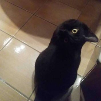 カラスでしょう、どう見ても…えっ、違う!?