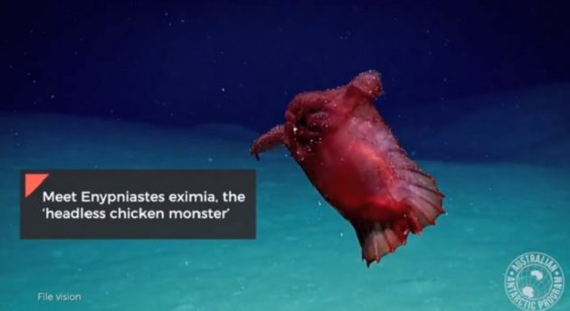 ユメナマコを南大西洋で発見!