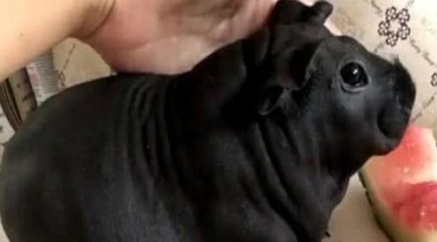 タケネズミだった“黒の子犬”