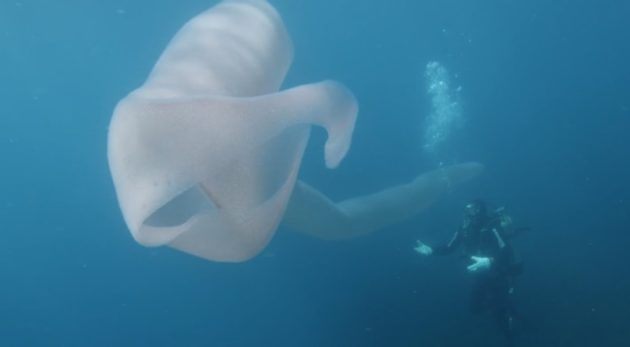 それは長いチューブ状のパイソローム