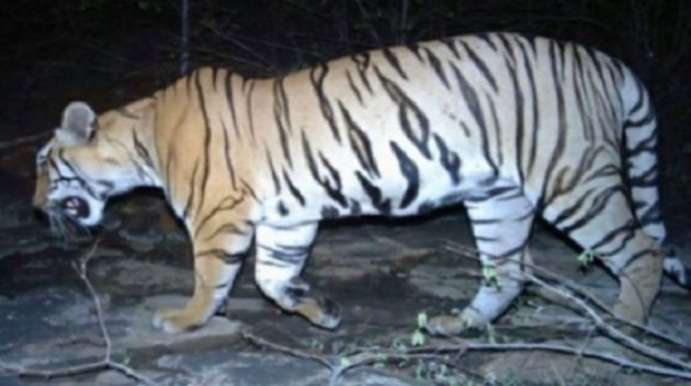 インドで人食いトラT-1ついに射殺される