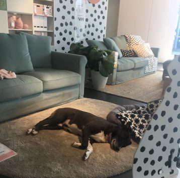 IKEA 、野良犬を店内に招き入れる