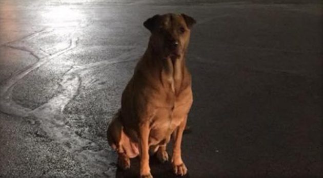 可哀そうな迷い犬です、と演技するワンちゃん