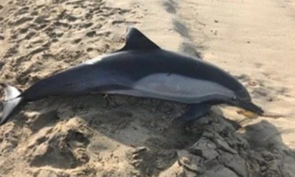 何者かに銃殺されたイルカ