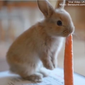 疲れが吹き飛ぶ ひたすら可愛い海外の癒され系動画たち 動物編 エトセトラ ジャパン Etcetera Japan