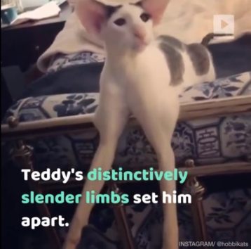 おお、これはスゴイ!