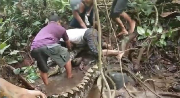 巨大なニシキヘビ、男性の足首に絡まって離れようとせず