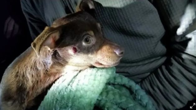 小犬を撃った保安官代理、職を追われる