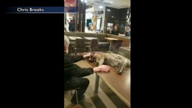 男、アライグマの死骸とともに入店