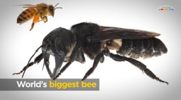 画像:2019/02/21に公開YouTube『Australian Academy of Science-World's biggest bee』のサムネイル