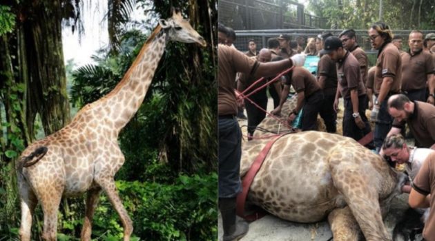 動物園で誰もがキリンの出産を楽しみに見守るなか…