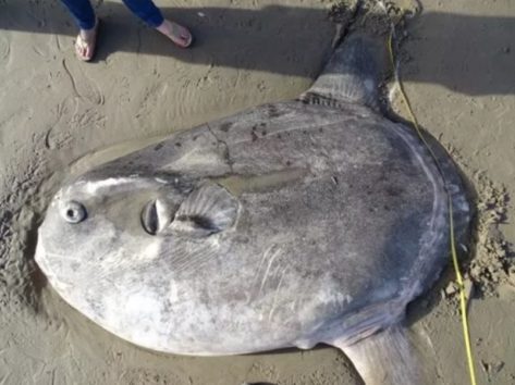 サンタバーバラ群アイラビスタの浜辺に打ち上げられた不思議な魚