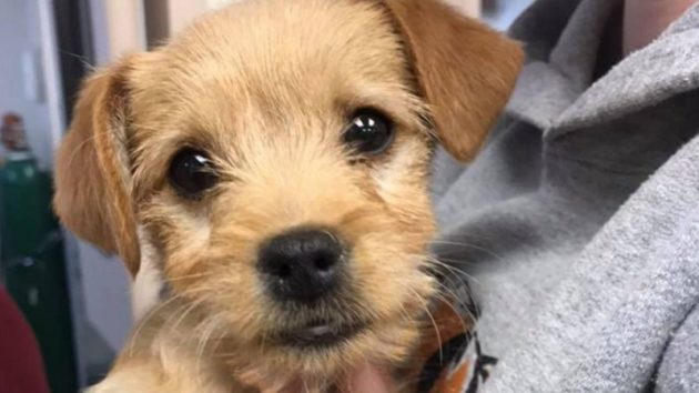 子犬、際限なくリブのおやつを食べて死亡