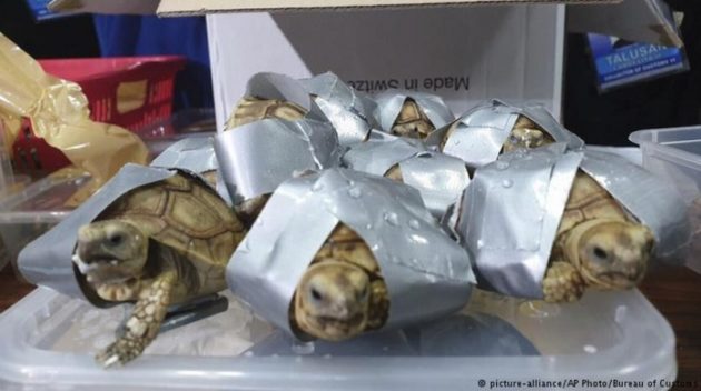 スーツケースから1529匹もの生きたカメ
