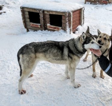 とっても愛想がよくて、まだまだ子犬らしく甘えてきます(Photo by 朝比奈)