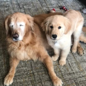 盲目のゴールデンレトリバーと常に一緒にいたがる子犬