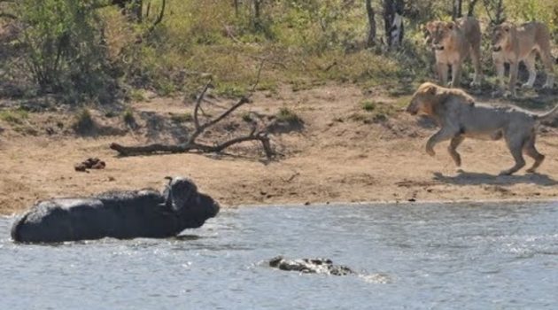 画像:2019/04/09に公開YouTube『Traveller24-All out Kruger battle as buffalo fights lions and crocodile』のサムネイル