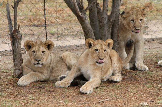 (画像:『Facebook』Weltevrede Lion Farm)