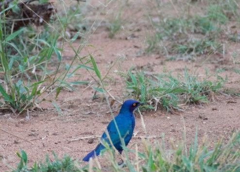 Greater Blue-eared Starling(Photo by 朝比奈)