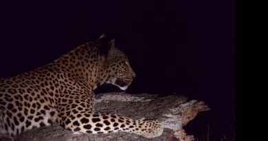 <世界旅紀行>『アフリカ』その7 ビッグ5を制覇@クルーガー国立公園サビサンド私営動物保護区 サビサンドの「プリンセス」と呼ばれるメスのヒョウ(Photo by 朝比奈)