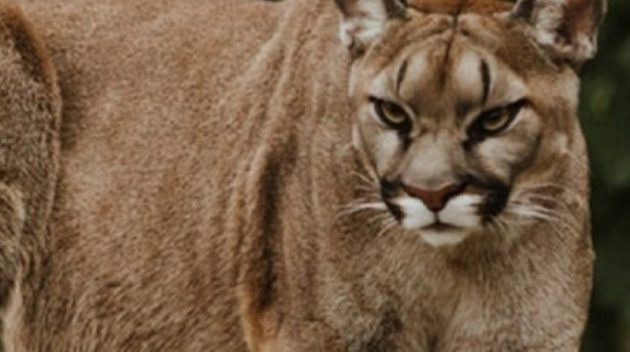 こんな動物に襲われても生還した少年が話題に。(画像はイメージです)