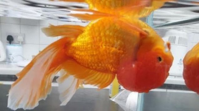 ランチュウ頭が大きくなりすぎ、逆さまに泳ぐように