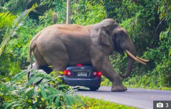ゾウが観光客の車を圧し潰す!