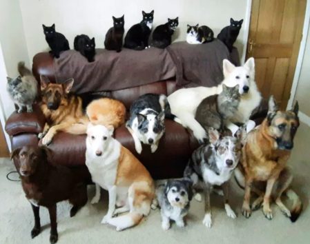 おとなしい犬たちと気まぐれな猫たち。大集合は至難の業だった。