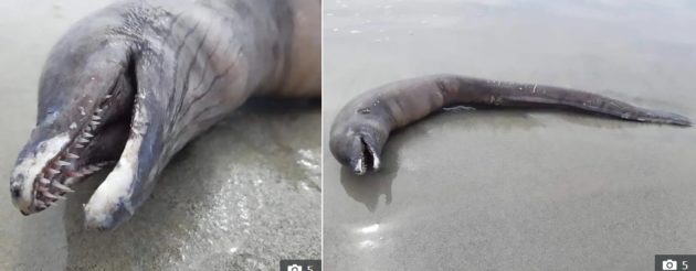 イルカとウナギのハーフ…!?