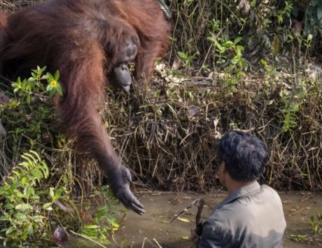 親切なオランウータン画像:『Metro』Orangutan offers to save man’s life thinking he had fallen into snake-filled water (Picture: SWNS)