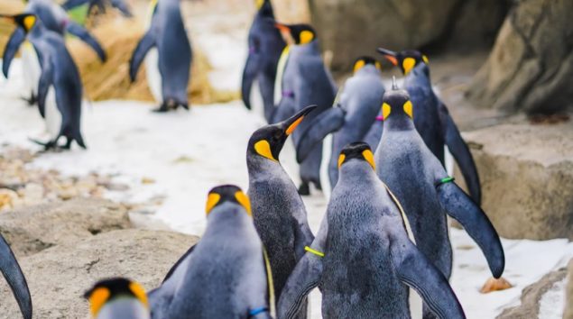ペンギンはお話が好き(画像はイメージです)