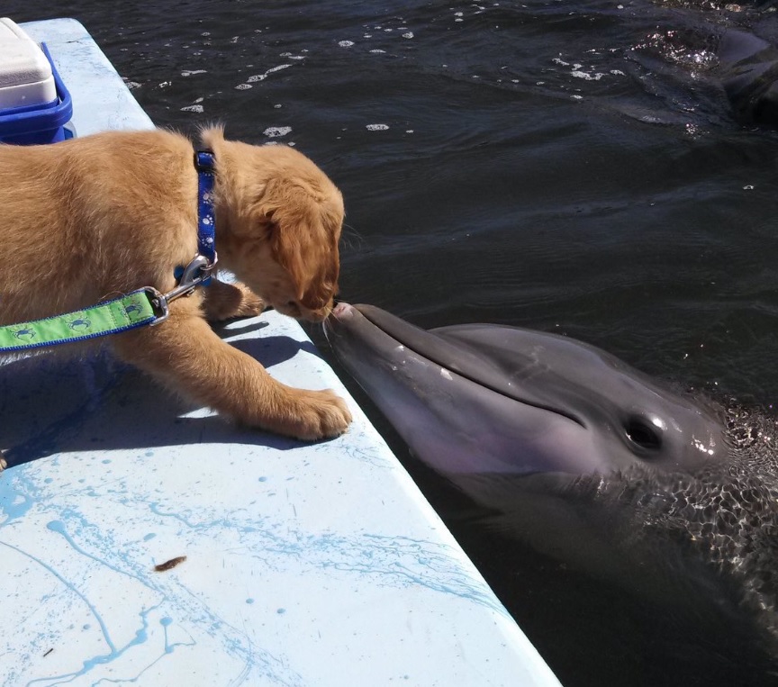 イルカと犬が純愛(画像はTwitterのスクリーンショット)