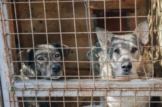 悪名高き中国・王林市の「犬肉祭り」は今年も開催されていた　コロナ禍でやや小規模に