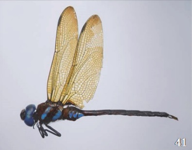 美しい青い色が特徴のトンボ、最速で飛ぶマルタンヤンマのオス（画像は『国立科博専報』のスクリーンショット）