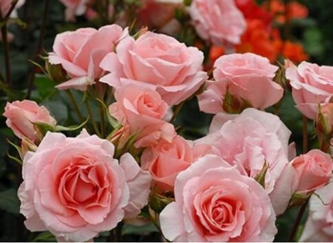 プリンセスアイコという名の薔薇は本当に美しいと評判だ（画像は『楽天市場ー大神ファーム』のスクリーンショット）