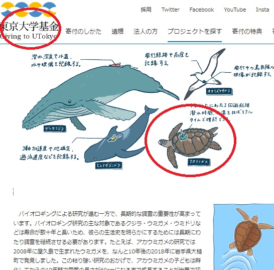 小笠原諸島で出会ったアオウミガメも、東大が寄付金を集めながら研究を進めるバイオロギングの1つのテーマ（画像は『東京大学基金』のスクリーンショット）